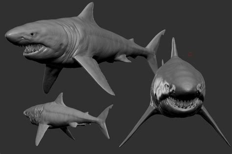 3d Model Great White Shark Vr Ar Low Poly Cgtrader