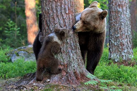 Gotcha Mother Bear Plants A Kiss On Her Adorable Cub As They Play Peek A Boo In Finland Daily