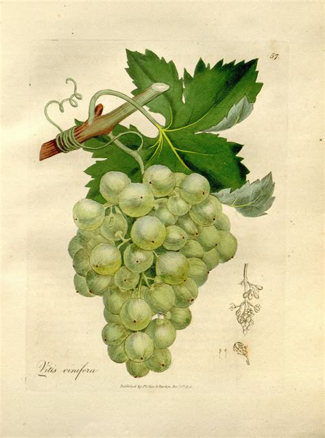 Grapes Vitis Vinifera Circa 1832 Botanical Painting Grape