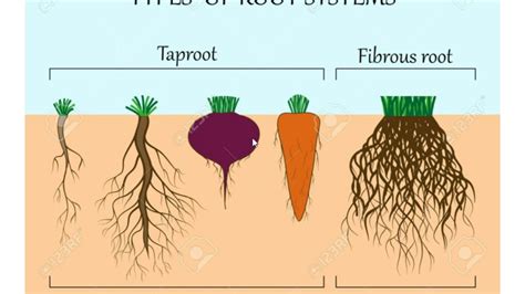 Parts Of Plants Roots Science Cbse Class 3 Youtube