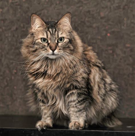 Beautiful Siberian Cat Stock Photo Image Of Feline 100716280