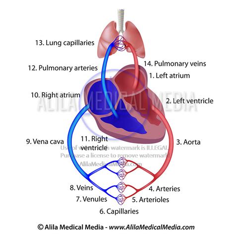 Alila Medical Media The Cardiovascular System Medical Illustration