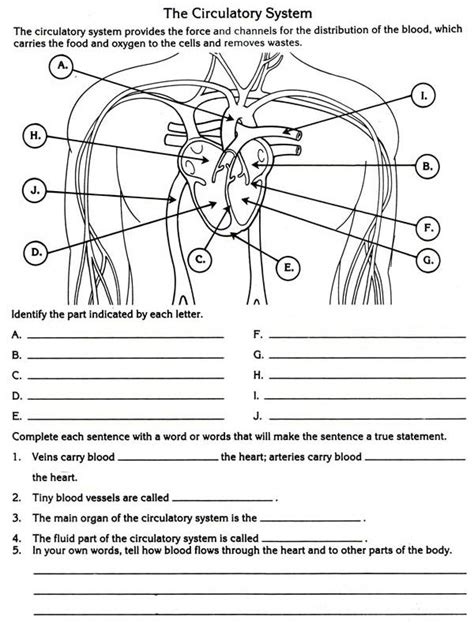 Use one of the verbs from the chart to fill in the gap for each of these sentences. Beige 'Rowse' Wedge Espadrilles | Circulatory system for kids, Circulatory system, Biology worksheet