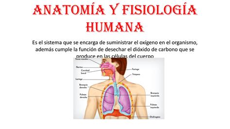 Catedra De Anatomia Y Fisiologia Unsa Anatomia Fisiologia E Histologia Del Aparato Reproductor