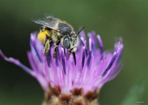 Anthophora Bimaculata Insects Bee Sussex