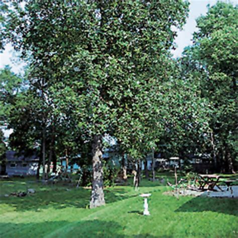 Shagbark Hickory Tree Hickory Jw Jung Seed Company