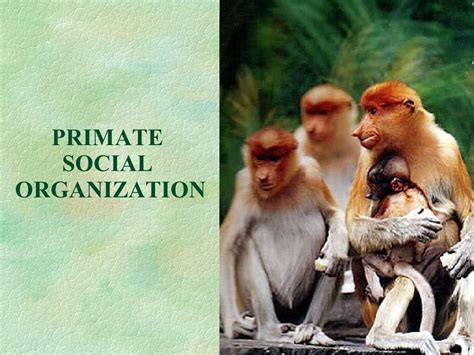 Primate Social Organization