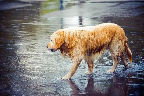 Dog In Rain Stock Photos Pictures And Royalty Free Images Istock
