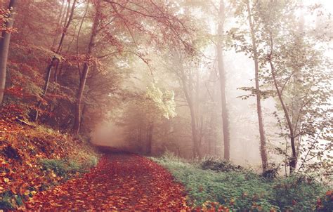 Wallpaper Forest Trees Nature Autumn Leaves Fog Woods Trail