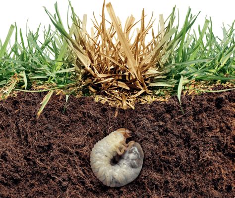 How To Tell If You Have Grubs In Your Lawn Gro Lawn