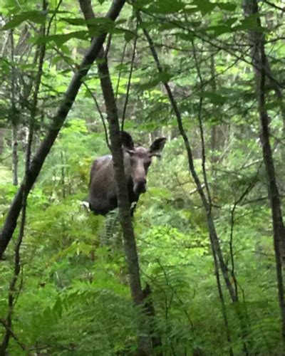 Adirondack Moose Sightings Photos Facts And Popular Areas To Spot