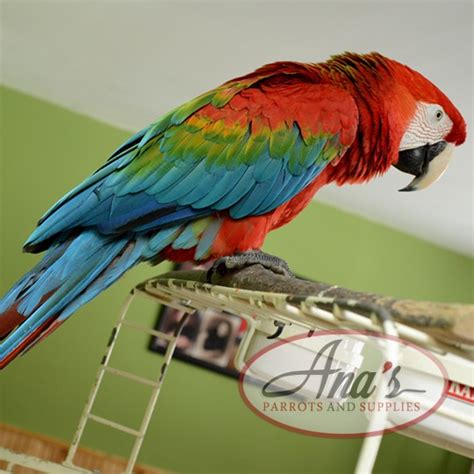 Ruby Macaw
