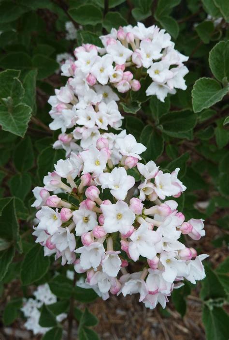 18 Spring Flowering Bushes That Wake Up Your Garden After Winter
