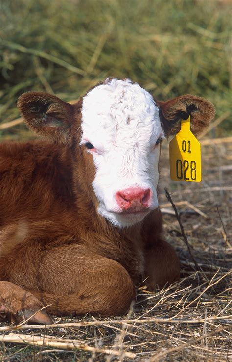 Cows Free Stock Photo Close Up Of A Young Calf With A Tag On Its