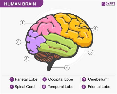 Human Brain Structure Diagram Parts Of Human Brain 2022