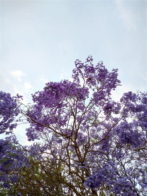 Tree With Purple Flowers · Free Stock Photo