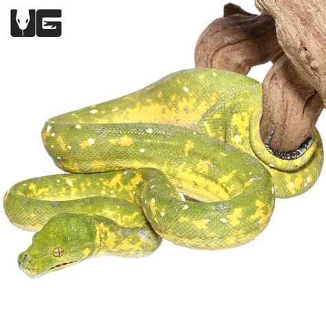 Adult Biak Green Tree Pythons Morelia Viridis For Sale Underground