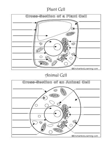 Build a cell plant and animal cell worksheet. Cell Worksheet | Homeschooldressage.com