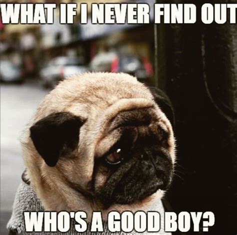 The 28 Funniest Pug Memes Of All Time The Paws Funny Pug Videos