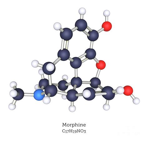 Morphine Opioid Molecule Photograph By Greg Williamsscience Photo
