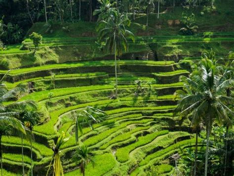 Balance And Glow Retreats In Bali Indonesia