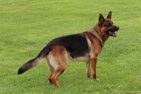 Graystone Farms Gsd German Shepherd Dog Puppies For Sale Born On 10