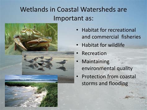 Ppt Status And Trends Of Wetlands In Coastal Watersheds 2004 2009