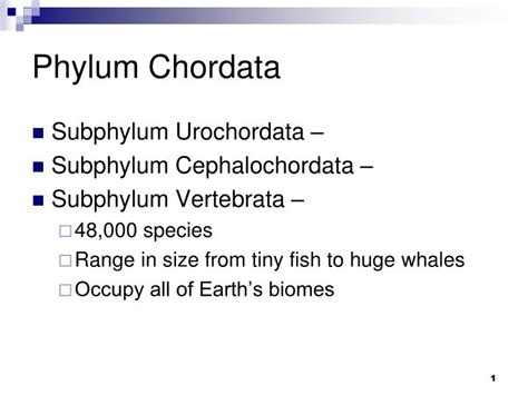 Ppt Phylum Chordata Powerpoint Presentation Free Download Id3545560