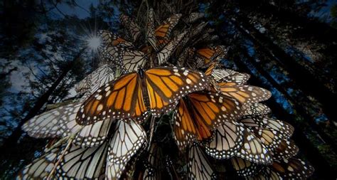 Monarch Butterflies Roosting At A Reserve In Angangueo Mexico Bing
