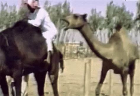 Funny Camel Gifs Tenor
