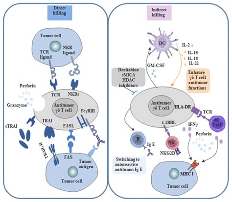 Regulatory Mechanism Of Tumor Cell Killing By γδ T Cells γδ T Cells