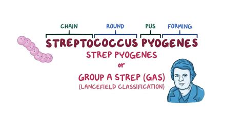 Streptococcus Pyogenes Group A Strep Video Osmosis