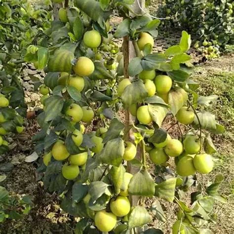 Well Watered Thai Green Apple Ber Plant For Outdoor At Rs 50piece In Bhubaneswar