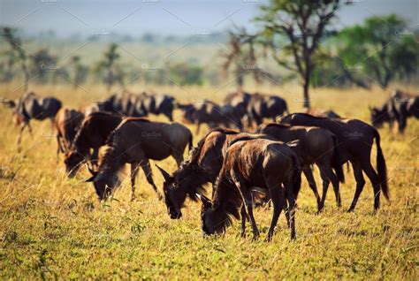 Wildebeests Herd On African Savanna High Quality Animal Stock Photos