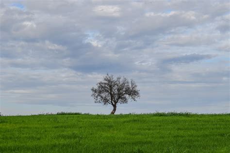 Free Images Landscape Tree Nature Horizon Sky Wood Field Lawn