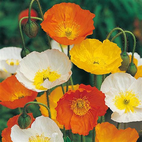 Poppy Iceland Mixed Seeds From Mr Fothergills Seeds And Plants