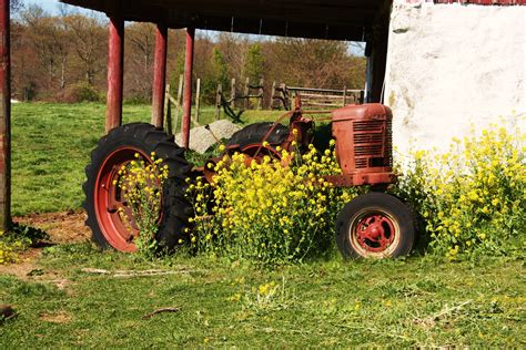 Old Tractors And Pretty Flowers