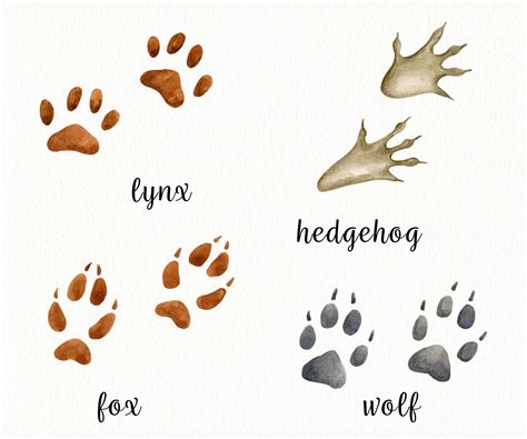 Red Squirrel Footprints Clipart