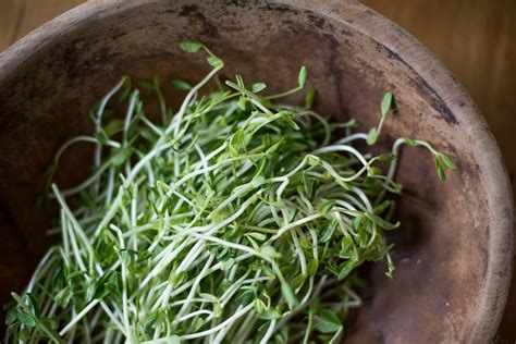 When In Doubt A Simple Guide To Organic Sprouts