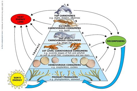 Marine Food Webs — Science Learning Hub