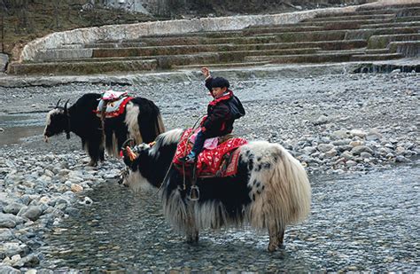 White Water River Boy Riding Yak Lijiang Attractions Travel Photos Of