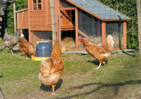 Chicken Breeds For Your Backyard Coop Hot Sex Picture