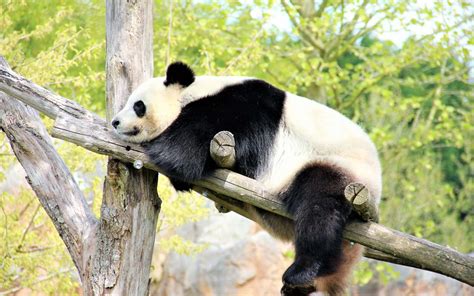 Doù Viennent Les Pandas Du Zoo De Beauval
