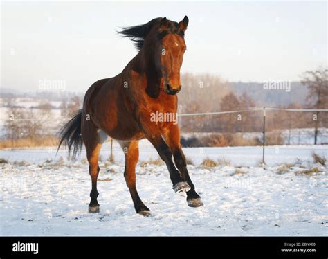 Domestic Horse Equus Przewalskii F Caballus Hungarian Warmblood