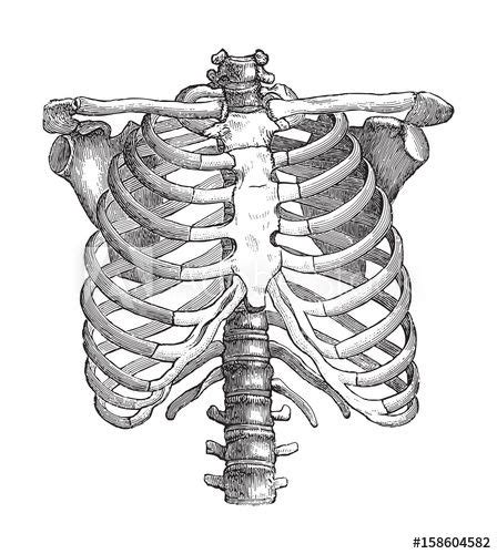 Human Skeleton Thorax Vintage Illustration Skeleton Art Skeleton