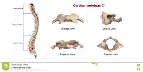 Vértebras Cervicales C1 Stock De Ilustración Ilustración De Huesudo