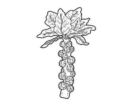 Brussels Sprout Coloring Page