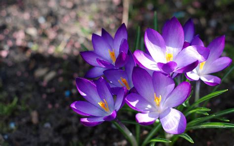 Free Photo Purple Floer Bloom Blossom Crocus Free Download Jooinn