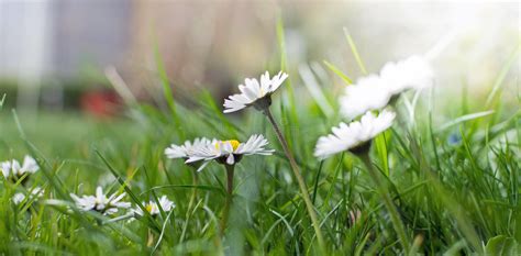 Spring Comes Lovely Little Dandelions Stock Image Image Of Feelings