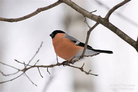 Bullfinch On A Twig Moscow Russia More Birds From Moscow  Flickr